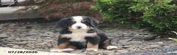 Bernese Mountain Dog dogs for sale: Jackson - Ad 1