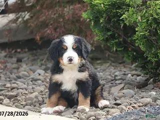 Bernese Mountain Dog dogs Jackson - Ad 41