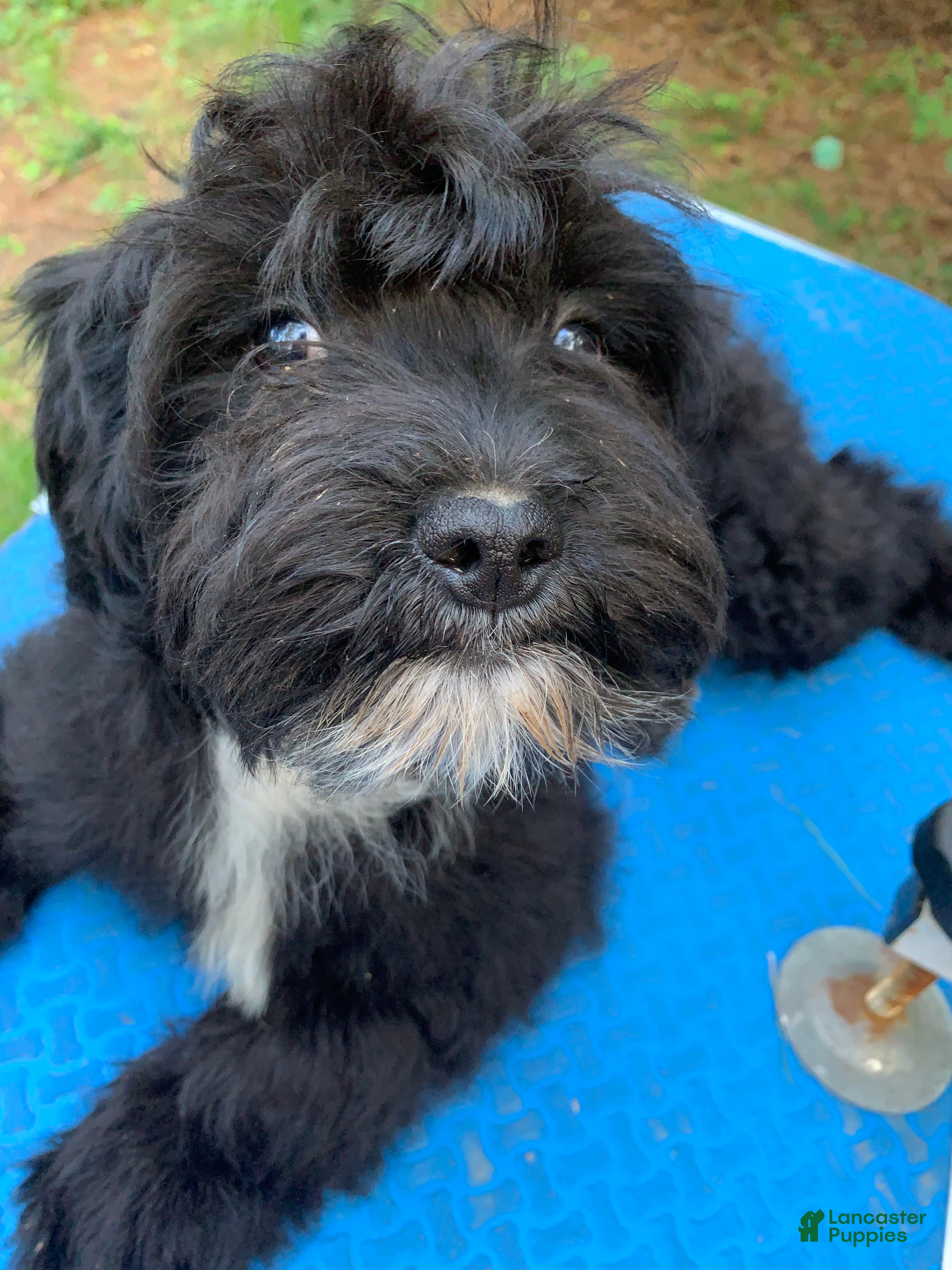 Cavapoo dogs Cavapoo Puppy 2 - Ad 34