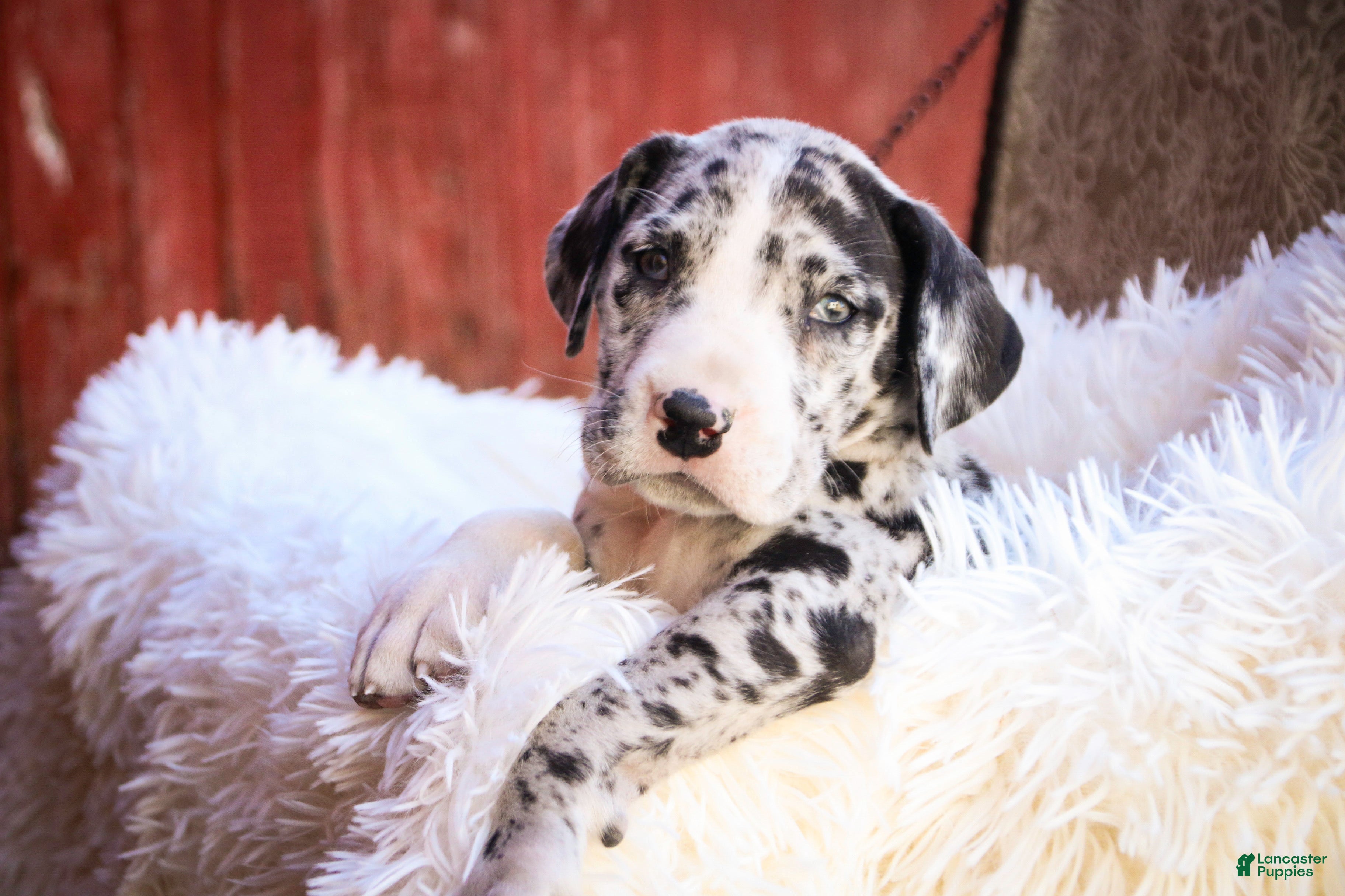 Great Dane dogs Lorelai - Ad 42