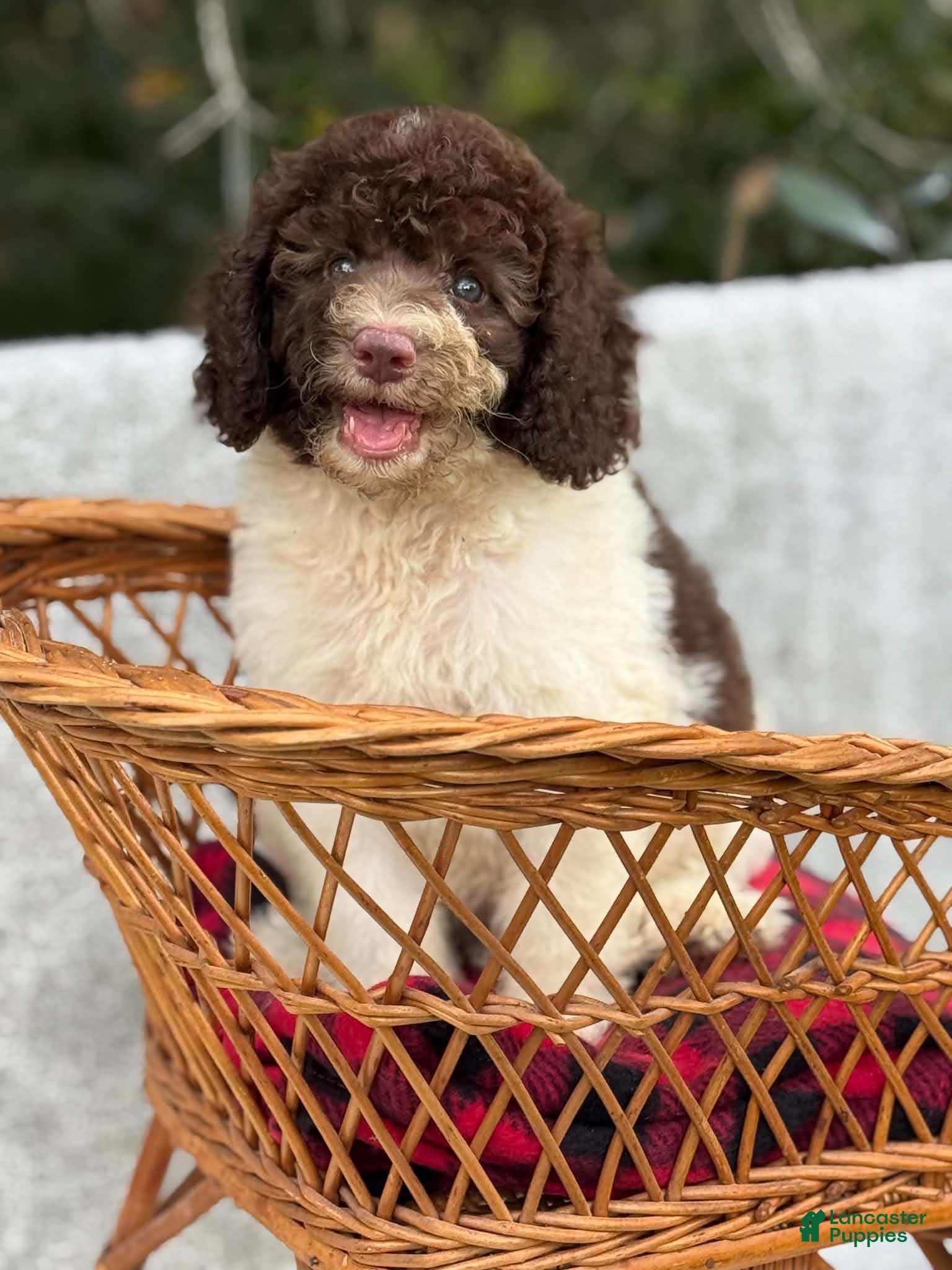 Cockapoo dogs for sale: Cockapoo 1 - Ad 4