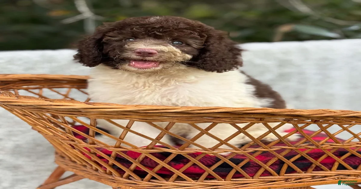 Cockapoo Puppies for sale in Fort Myers, Florida | Lancaster Puppies