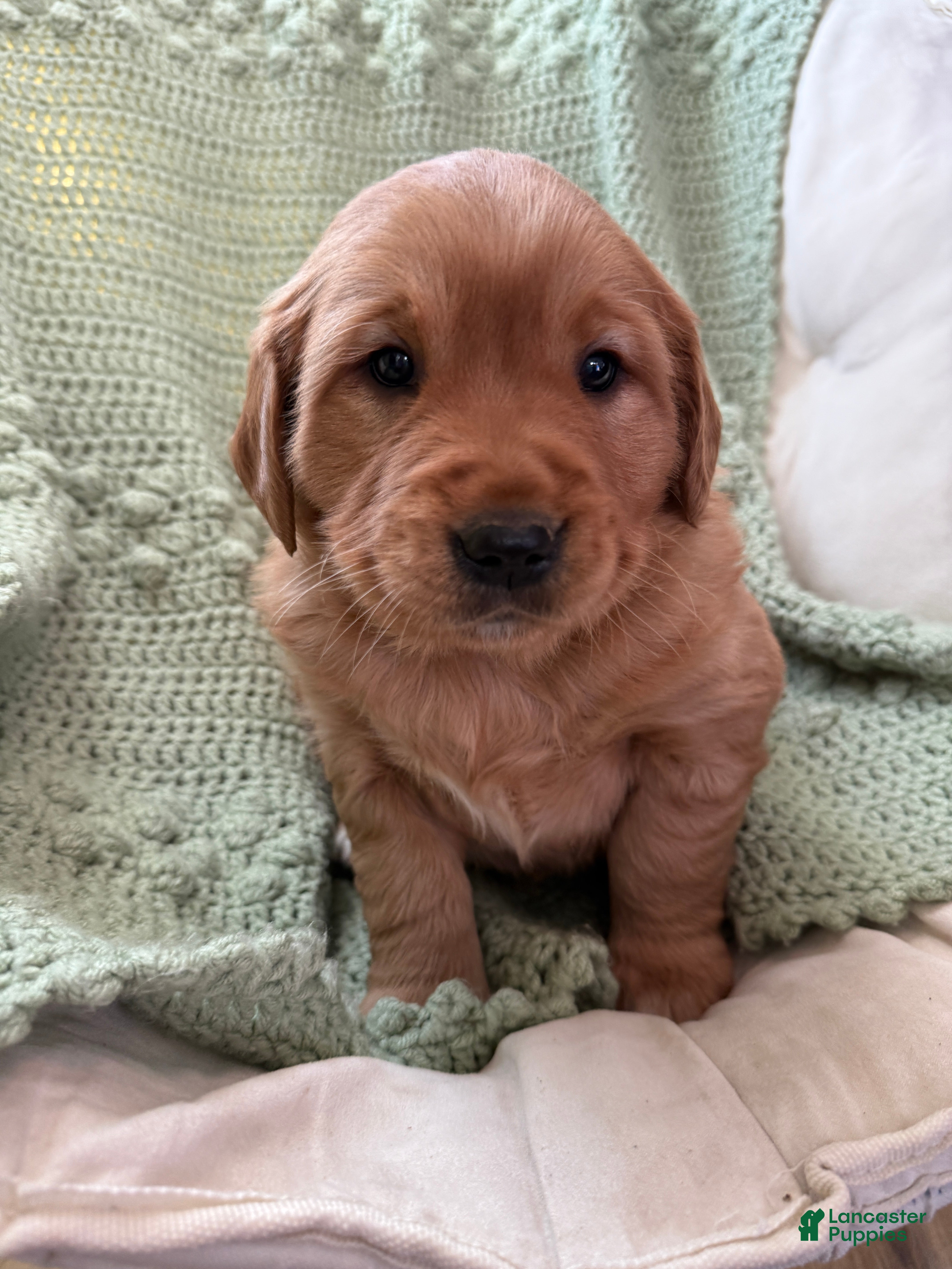 Golden Retriever dogs Summer - Ad 25