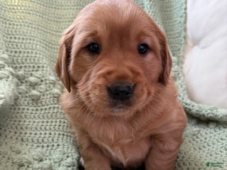 Golden Retriever dogs Summer - Ad 16