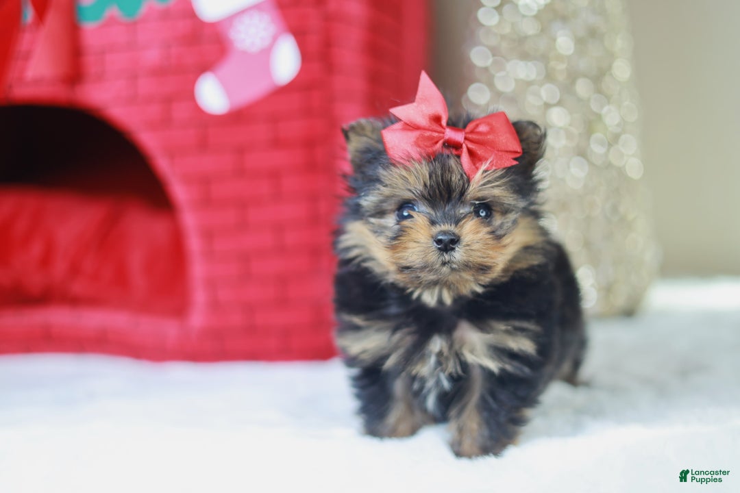 Mixed Breed dogs for sale: jESSICA YORKIE-POM - Ad 3