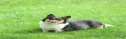 Welsh Corgi Pembroke dogs for sale: Keesha - Ad 6