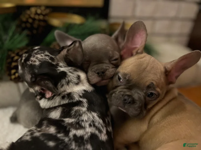 Gallery Image {{count}}