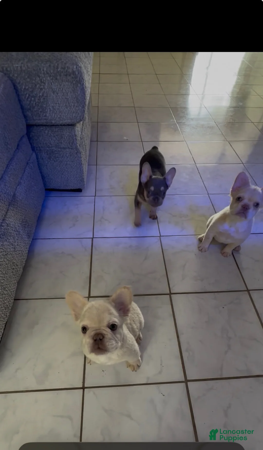 French Bulldog dogs for sale: Fluffy female cream or platinum  - Ad 2
