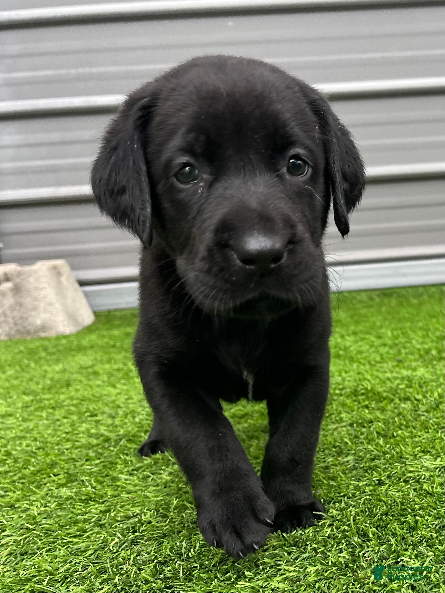 Labrador Retriever dogs for sale: Pumpernickel Blk Female w/white chest patch - Ad 1