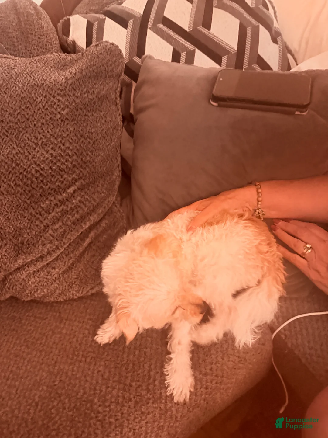 Chipoo dogs for sale: Chipoo Puppy 1 - Ad 3