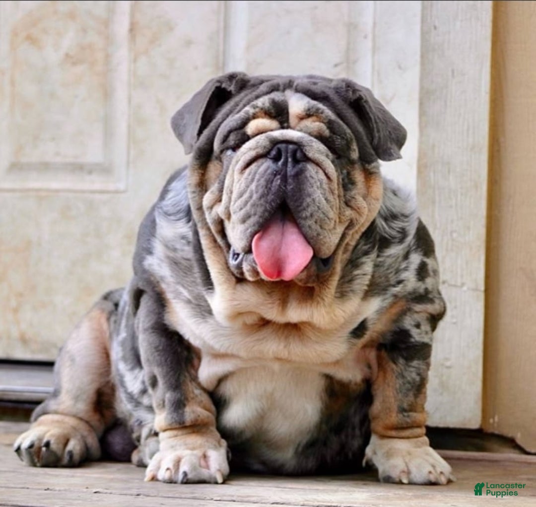English Bulldog dogs for sale: Sandy  - Ad 6