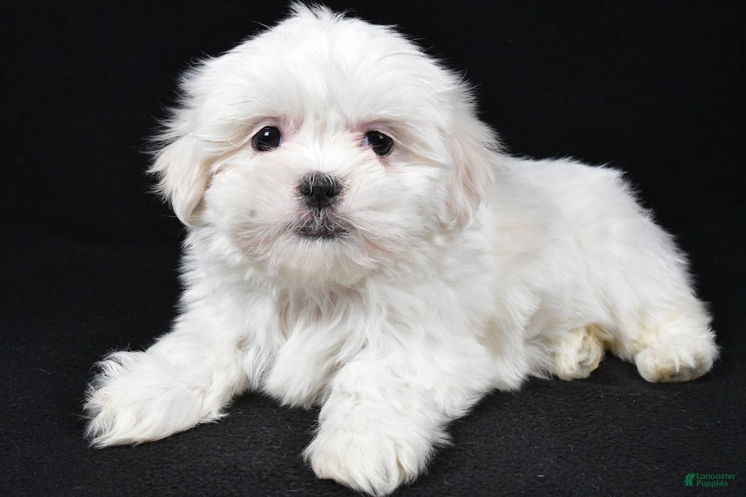 Malshi dogs for sale: Krissey - Ad 5