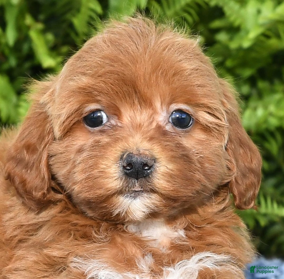 Havapoo dogs for sale: Quella - Ad 11