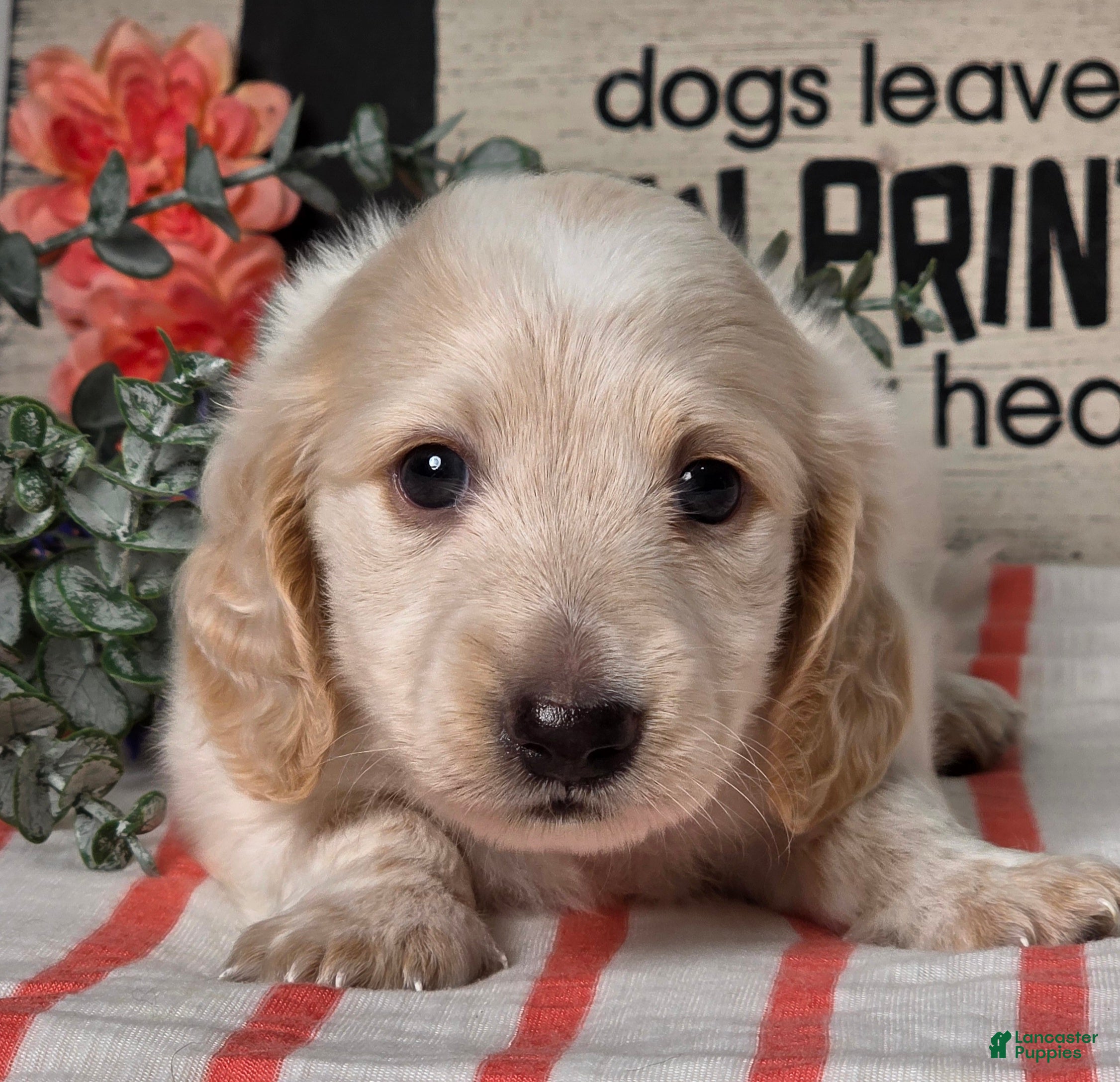Miniature Dachshund dogs Austin - Ad 2