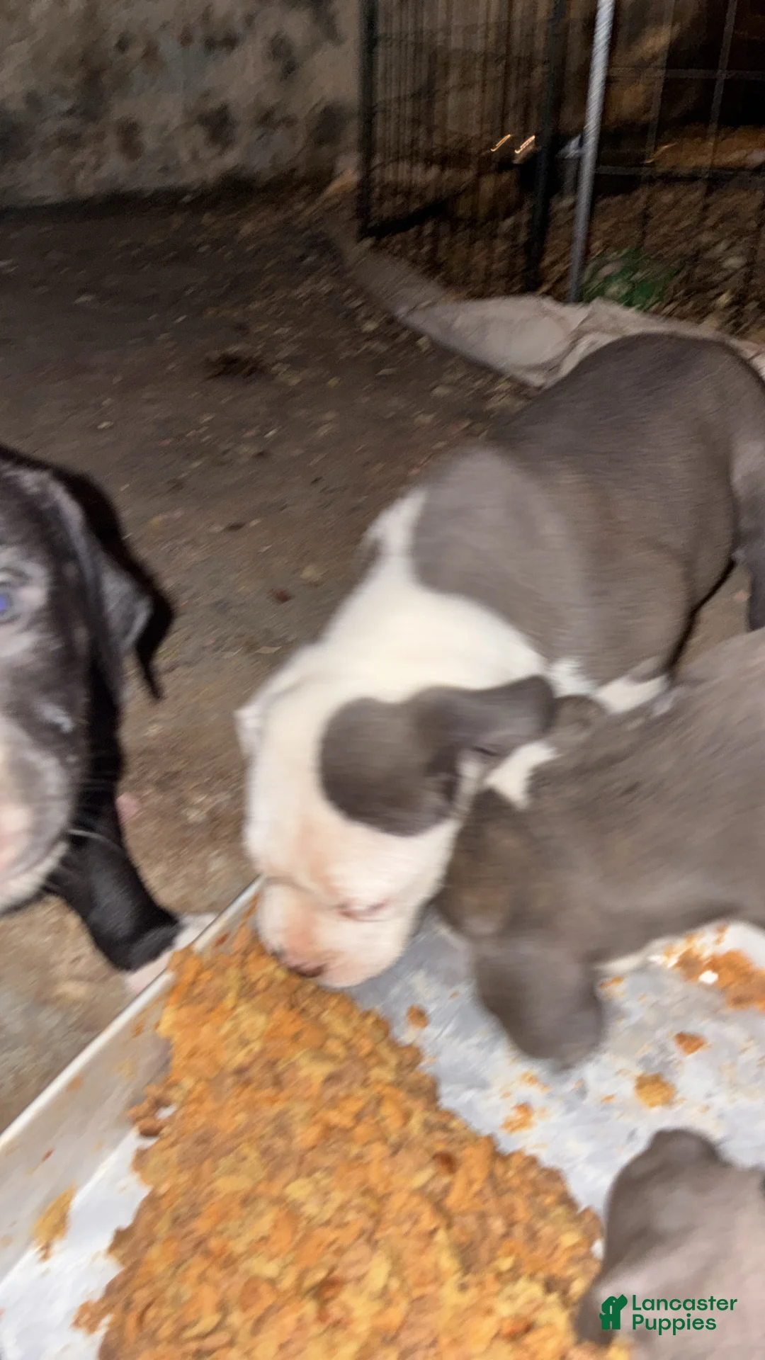 American Pit Bull Terrier dogs for sale: Bud - Ad 1