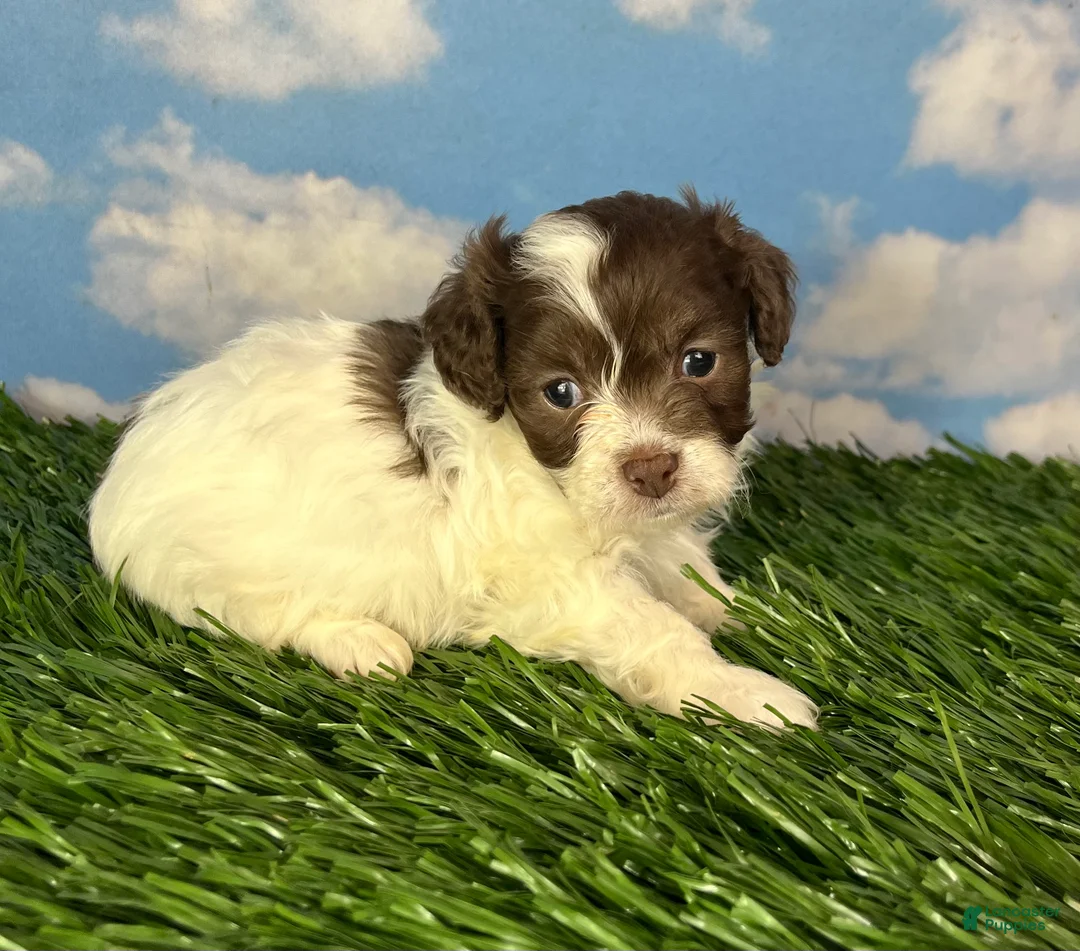 Teddy Bear dogs for sale: Waffle - Ad 3
