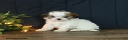 Mixed Breed dogs for sale: Marble - Ad 4