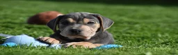 Beabull dogs for sale: Hank - Ad 7