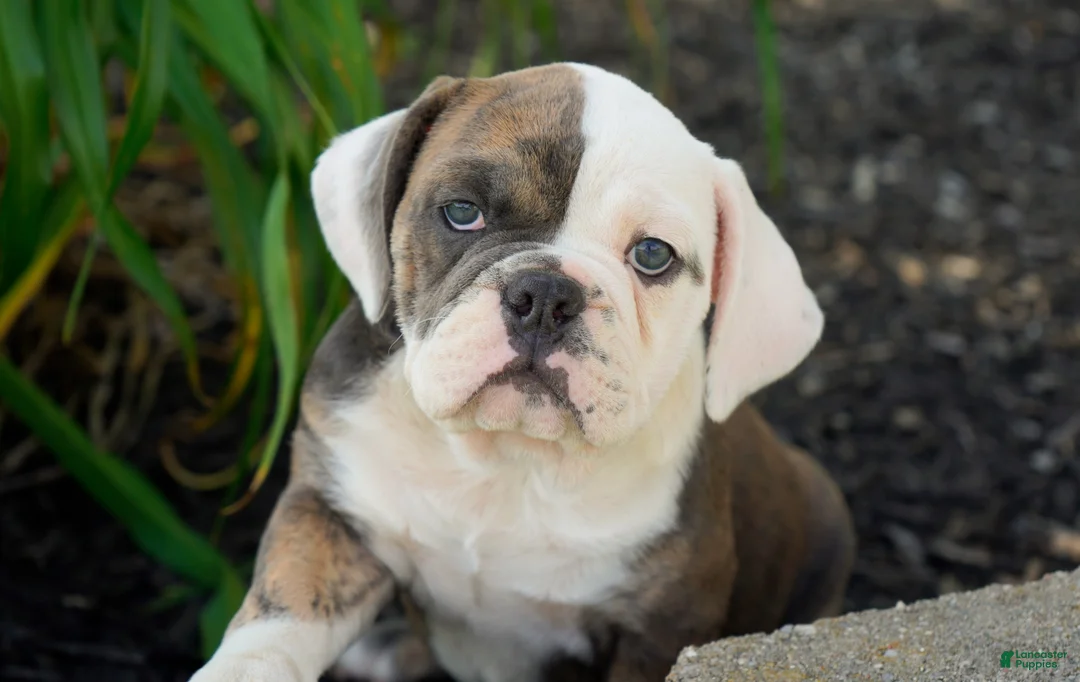 English Bulldog dogs for sale: Bella Female - Ad 4