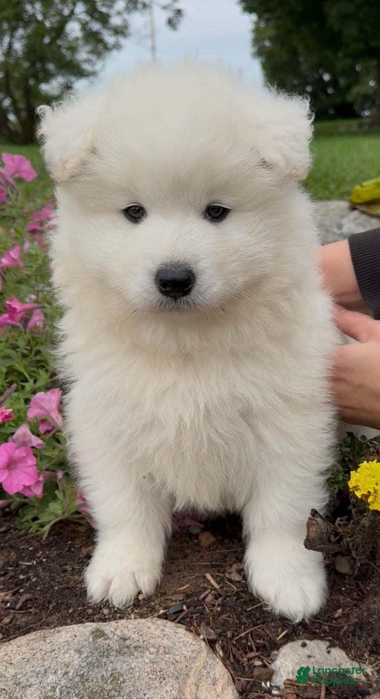 Sammy