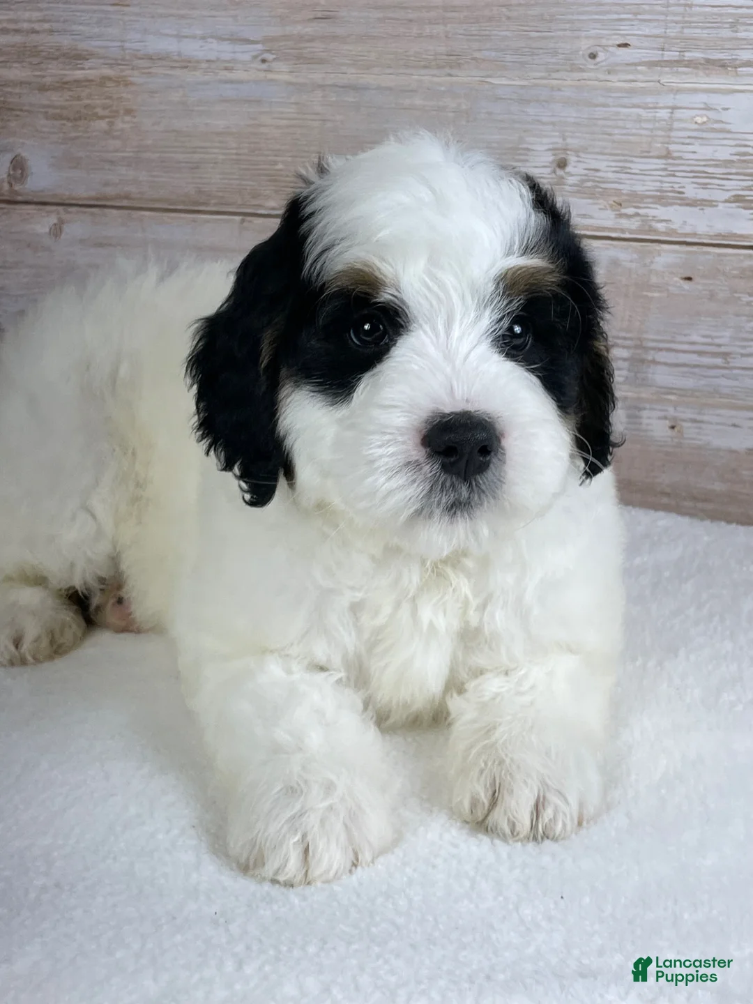Bernedoodle dogs for sale: Patch - Ad 2