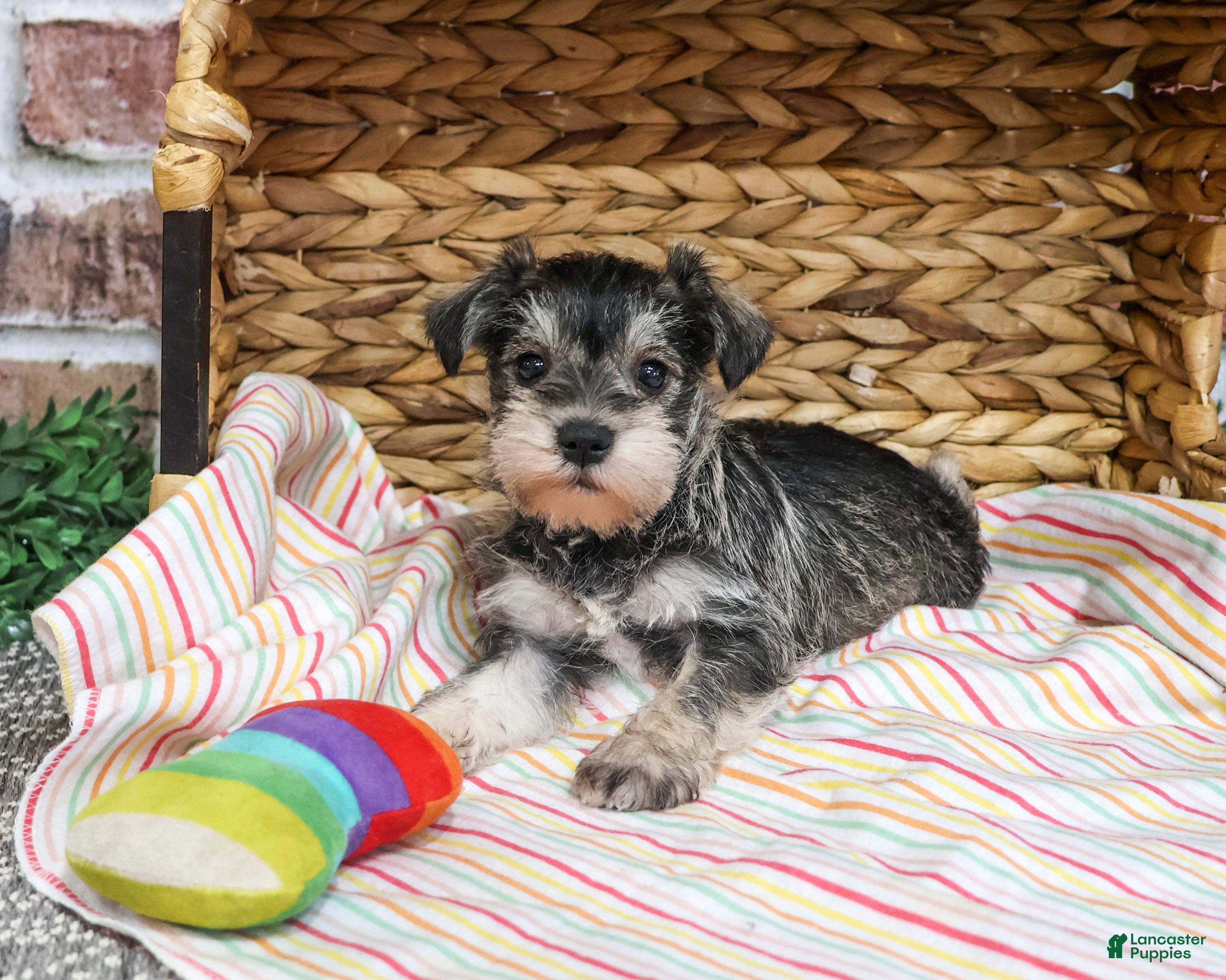 Miniature Schnauzer dogs for sale: Evelyn - Ad 2