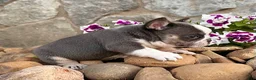 French Bulldog dogs for sale: Dozer - Ad 2