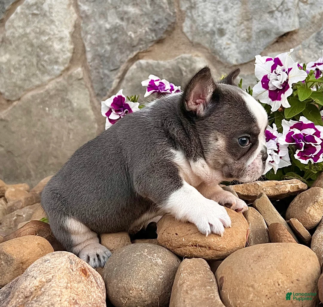 French Bulldog dogs for sale: Dozer - Ad 2