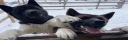Akita dogs for sale: Mya - Ad 11