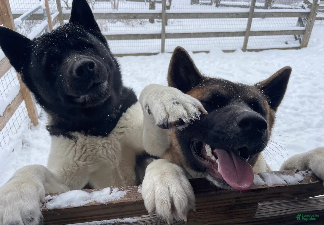 Akita dogs for sale: Mya - Ad 11