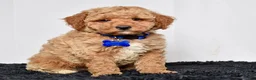 Mini Goldendoodle dogs for sale: Mr. Max - Ad 5