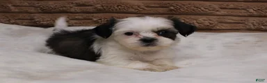 Izzy