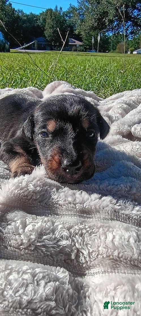 Doberman Pinscher dogs for sale: Hamilton - Ad 1