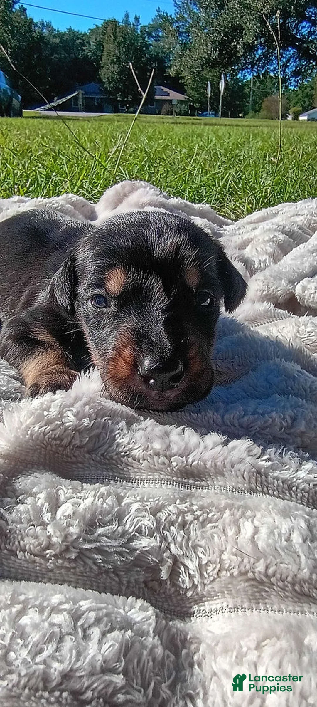 Doberman Pinscher dogs for sale: Hamilton - Ad 1