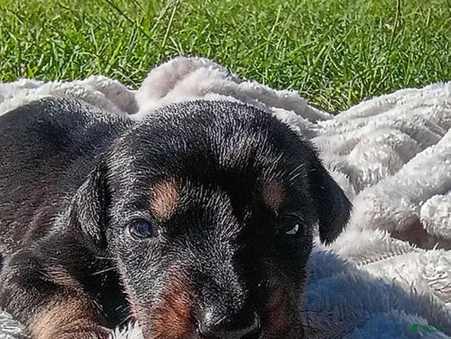 Doberman Pinscher dogs for sale: Hamilton - Ad 1