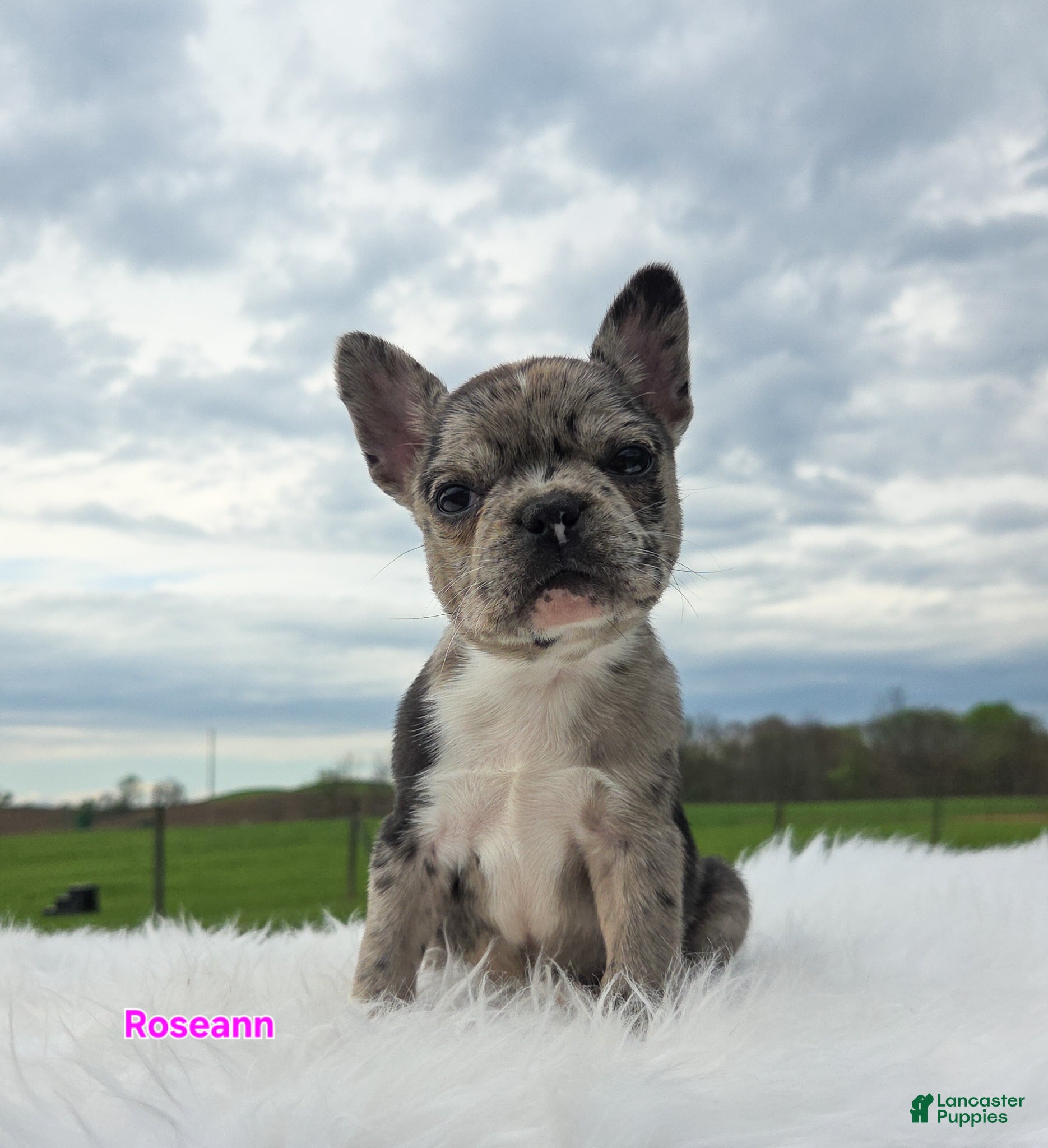 Frenchton dogs Roseann - Ad 1