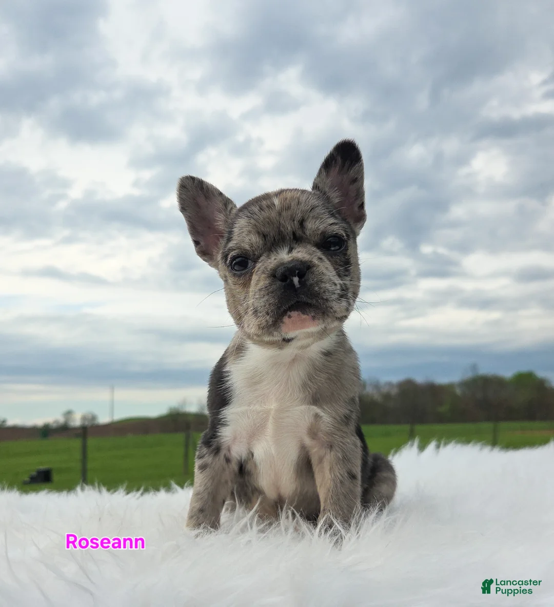 Frenchton dogs for sale: Roseann - Ad 1