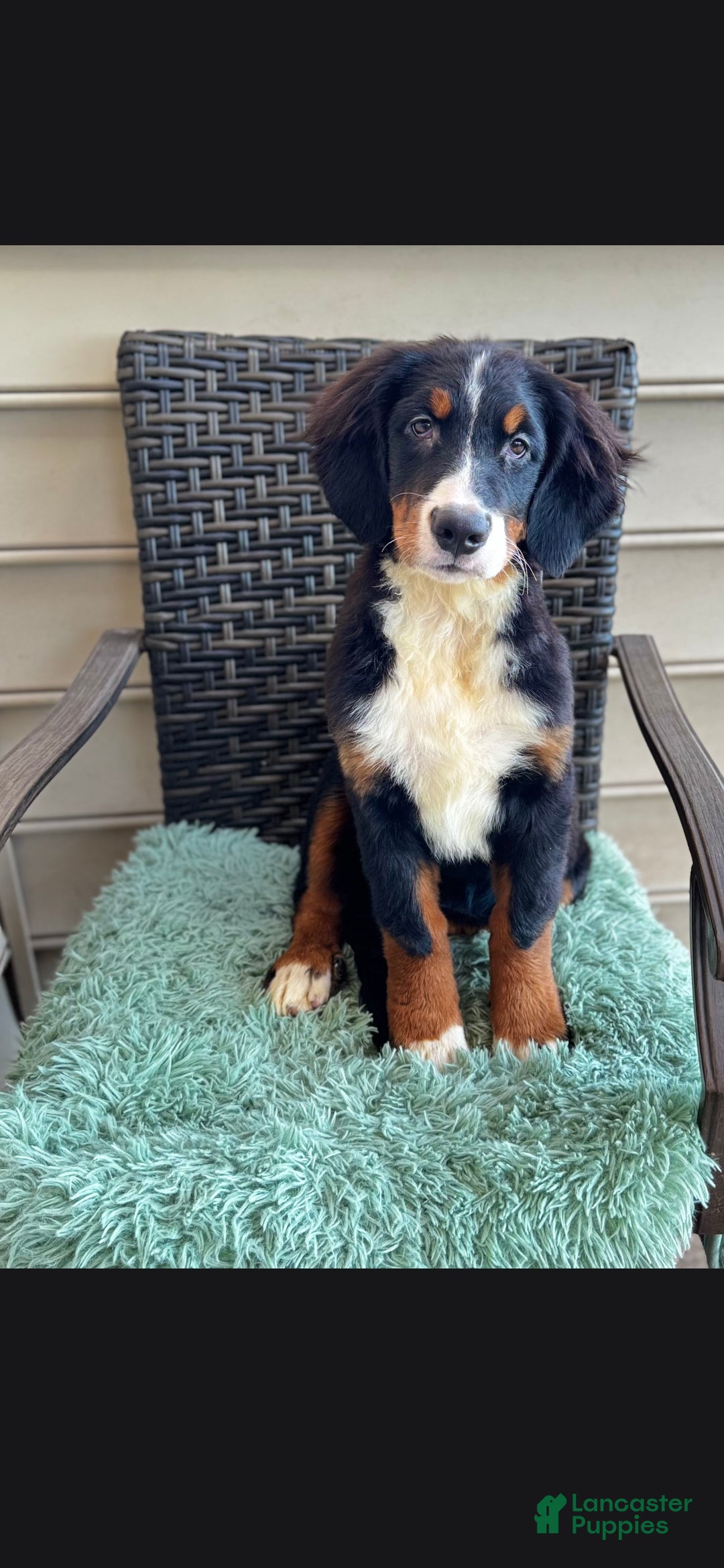 Bernese Mountain Dog dogs Kora - Ad 2