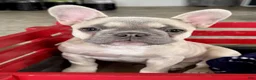 French Bulldog dogs for sale: Carlie - Ad 2