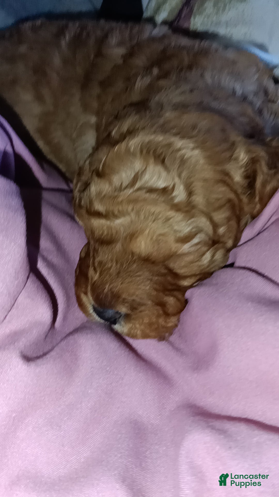 Miniature Labradoodle dogs Miniature Labradoodle Puppy 2 - Ad 10