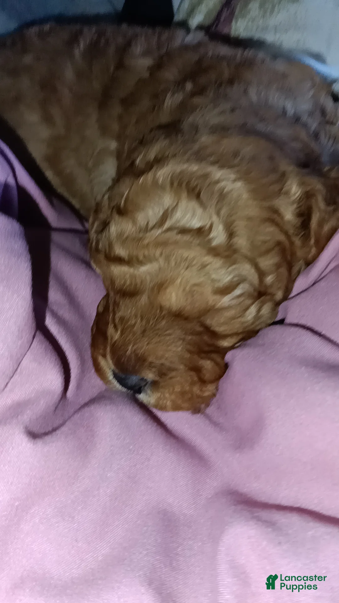 Miniature Labradoodle dogs for sale: Miniature Labradoodle Puppy 2 - Ad 1