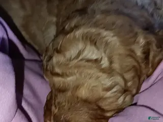 Miniature Labradoodle dogs Miniature Labradoodle Puppy 2 - Ad 10