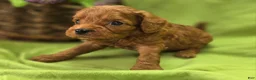 Cavapoo dogs for sale: Beetle - Ad 3
