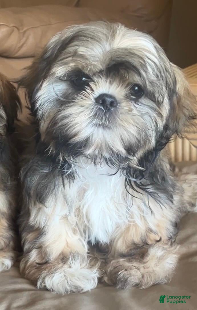 Shih Tzu dogs Jack - Ad 21