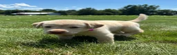 Labrador Retriever dogs for sale: Oakley - Ad 3