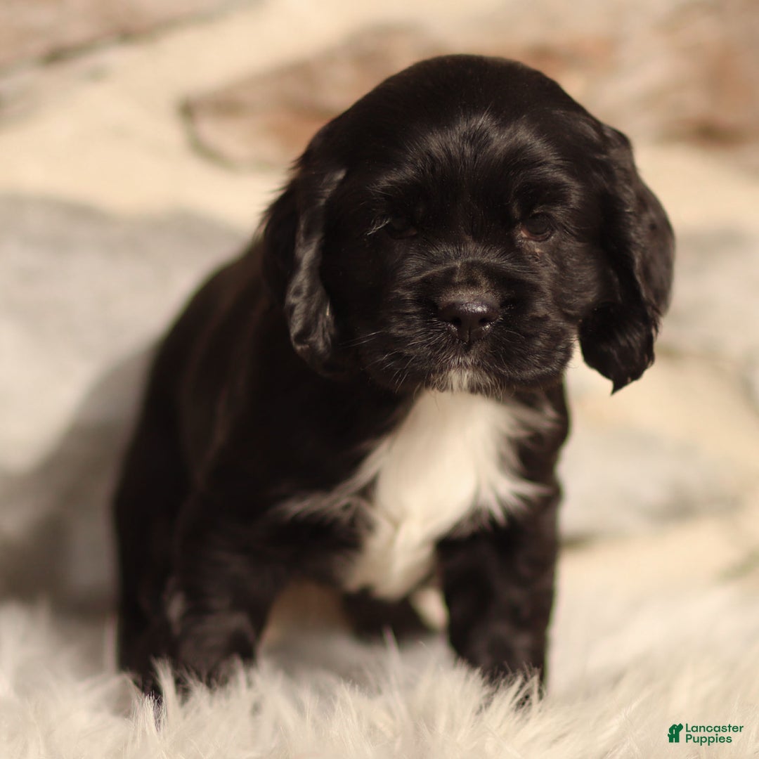 Cocker Spaniel dogs for sale: Dove - Ad 2