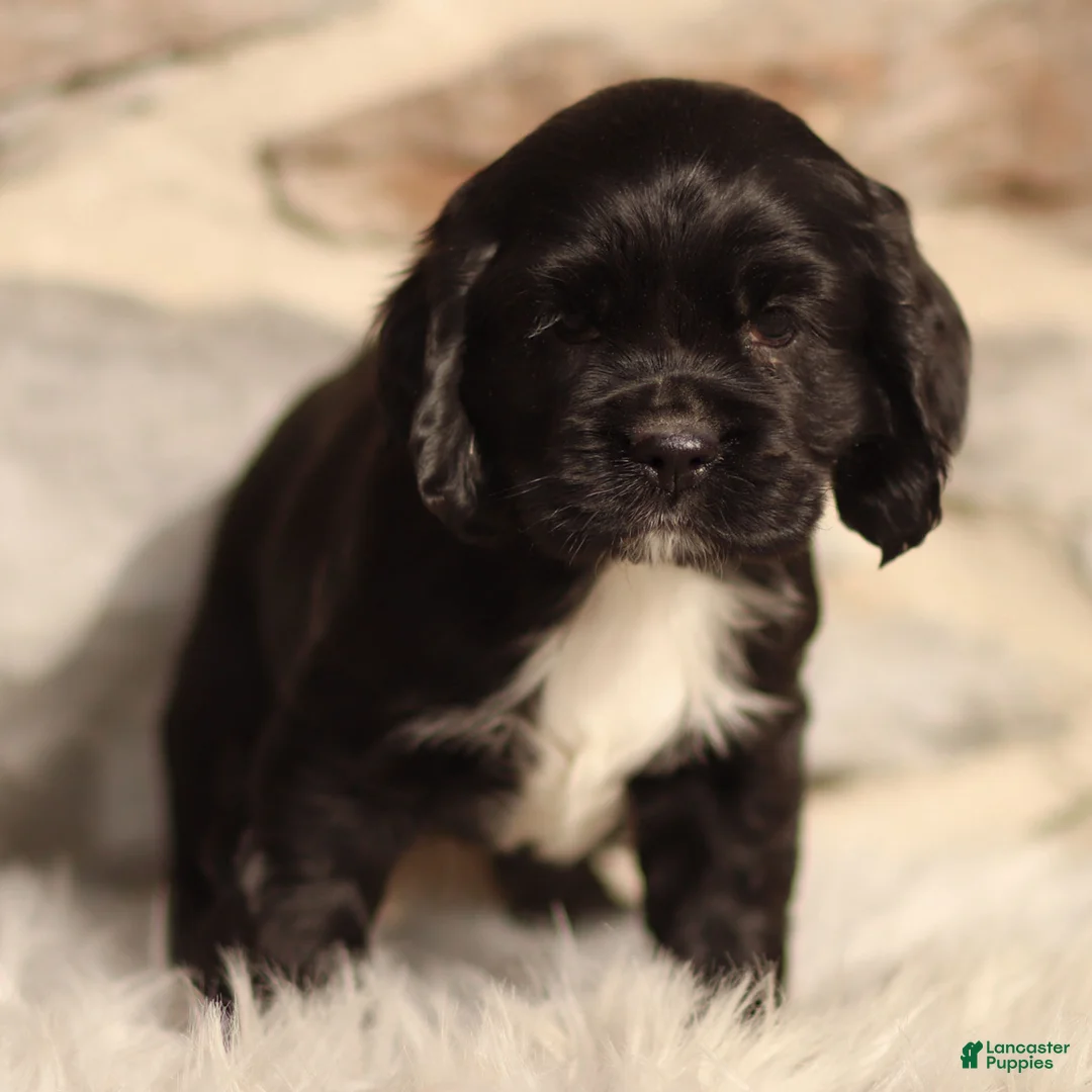 Cocker Spaniel dogs for sale: Dove - Ad 2