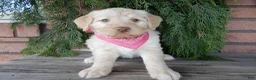 Labradoodle dogs for sale: Coral - Ad 1