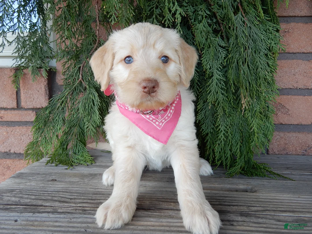 Labradoodle dogs for sale: Coral - Ad 1