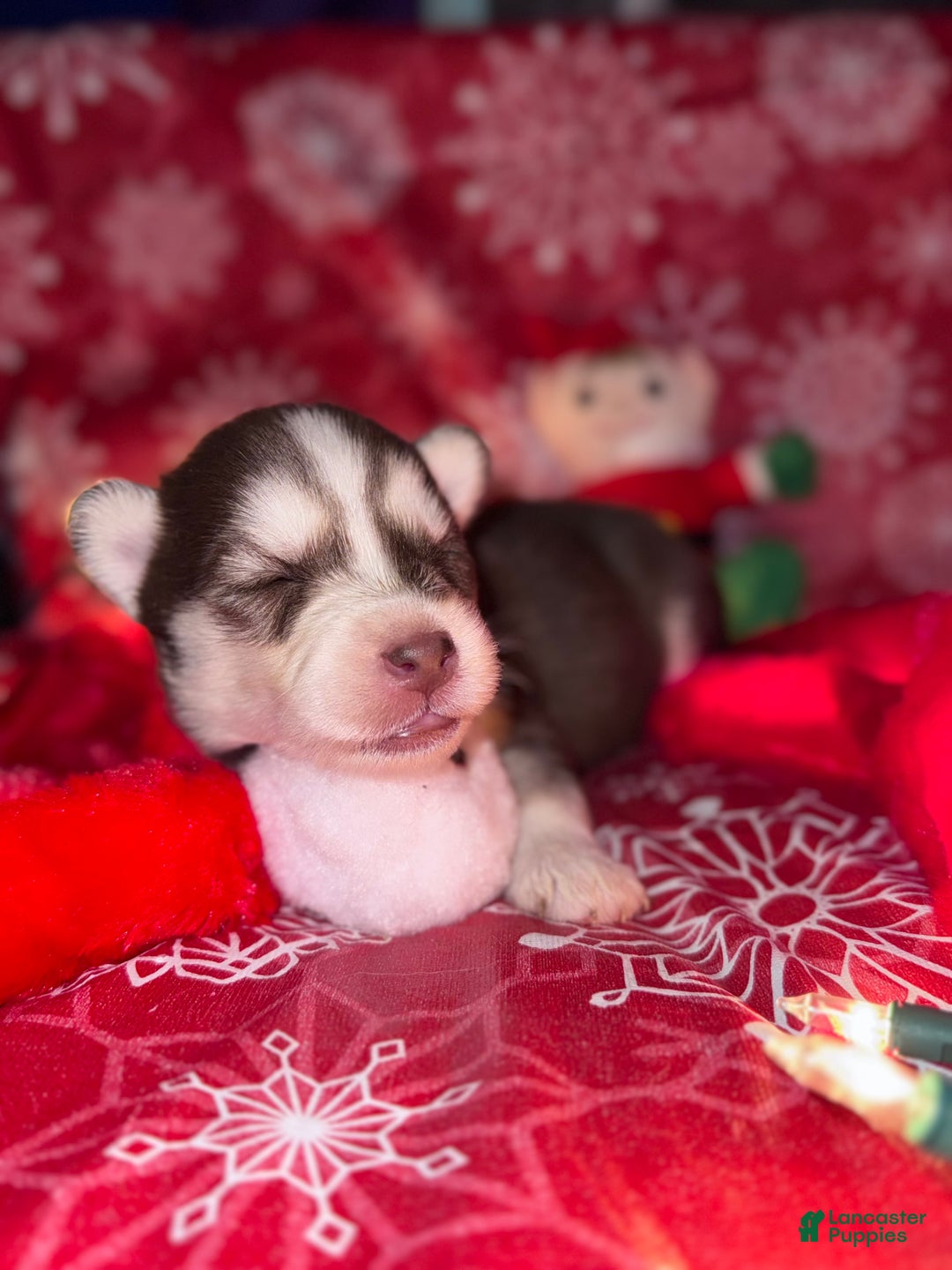 Siberian Husky dogs for sale: RED - Ad 4